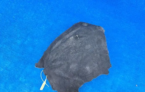 BMW X5 F15 Heat shield in engine bay 8513138