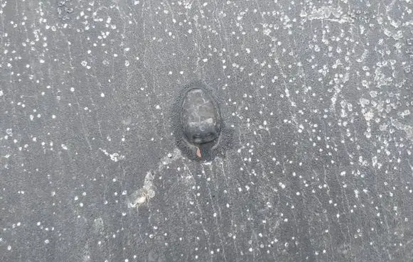 Windshield washer spray nozzle
