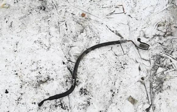 Volkswagen PASSAT B5 Power steering hose/pipe/line