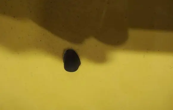 Windshield washer spray nozzle