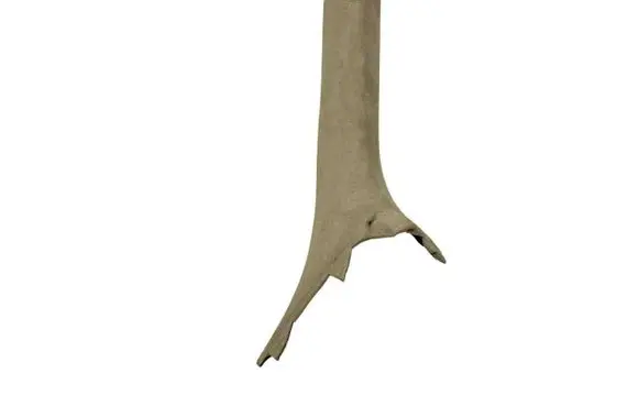 Jaguar XK - XKR (A) pillar trim 6W8303512A