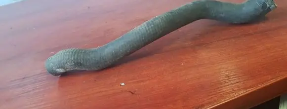 BMW 5 E28 Engine coolant pipe/hose 1370258