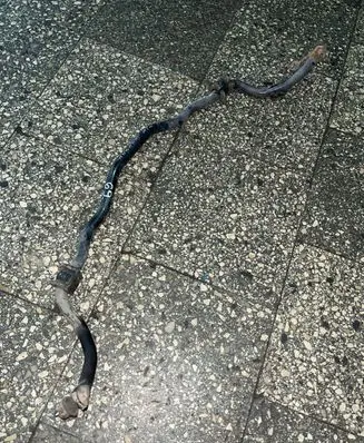 Honda Accord Front anti-roll bar/sway bar