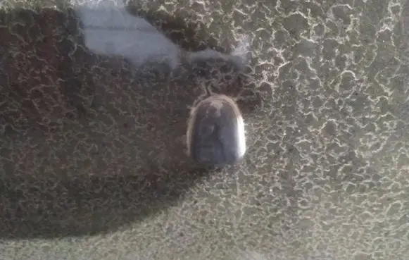 Volvo S40 Windshield washer spray nozzle 