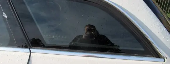 Mercedes-Benz E W212 Rear vent window glass 