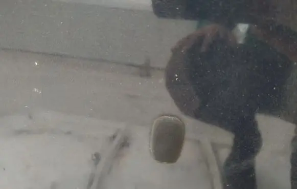 Windshield washer spray nozzle