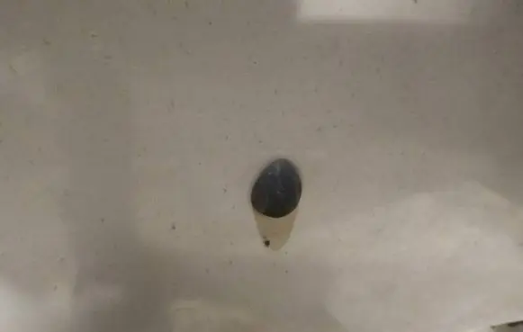 Windshield washer spray nozzle