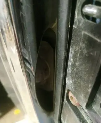 Honda Civic Number plate light