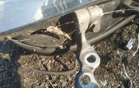 Rear door lower hinge