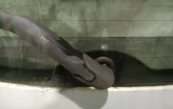 Nissan Tiida C11 Rear window wiper motor 