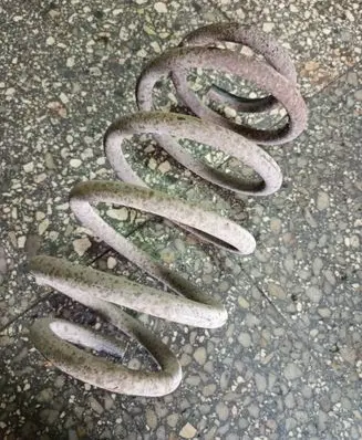 Rear coil spring
