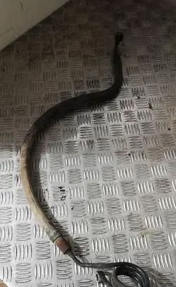 Volkswagen PASSAT B5 Power steering hose/pipe/line
