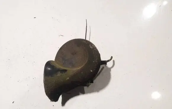 Ford Fiesta Horn signal 