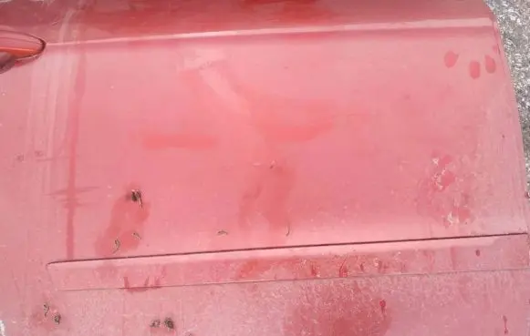 Rear door trim (molding)