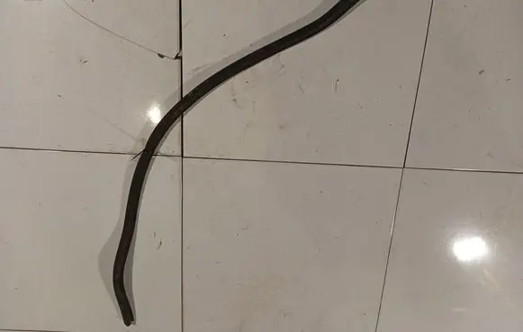 Volkswagen Jetta V Engine compartment rubber