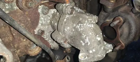 Nissan Primera Engine coolant pipe/hose