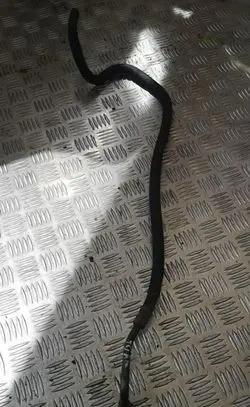 Audi A4 S4 B6 8E 8H Power steering hose/pipe/line