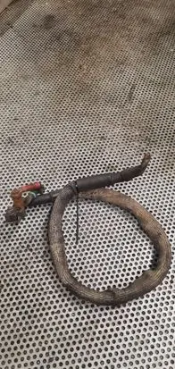 Volkswagen Transporter - Caravelle T5 Positive cable (battery)