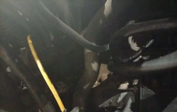 Peugeot 807 Engine coolant pipe/hose