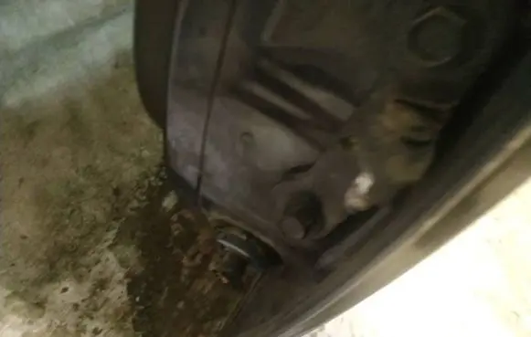 Opel Signum Rear door lower hinge