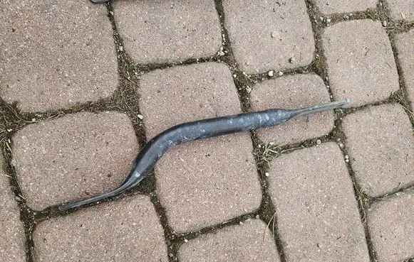 Other front suspension part