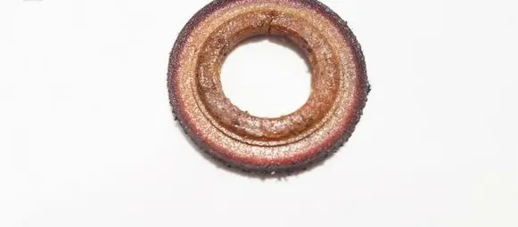 Toyota Corolla Verso AR10 Coil spring mount 